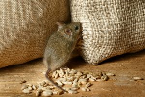 un rat qui ouvre un sac